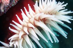 Sea anemone, Monterey Bay, California. by Ting Tsui 